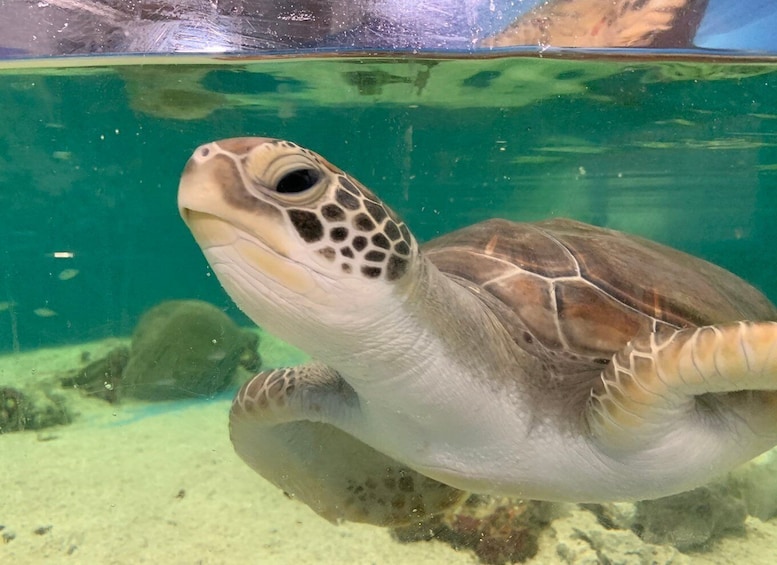 Cairns: Aquarium Entry Ticket and Turtle Rehabilitation Tour