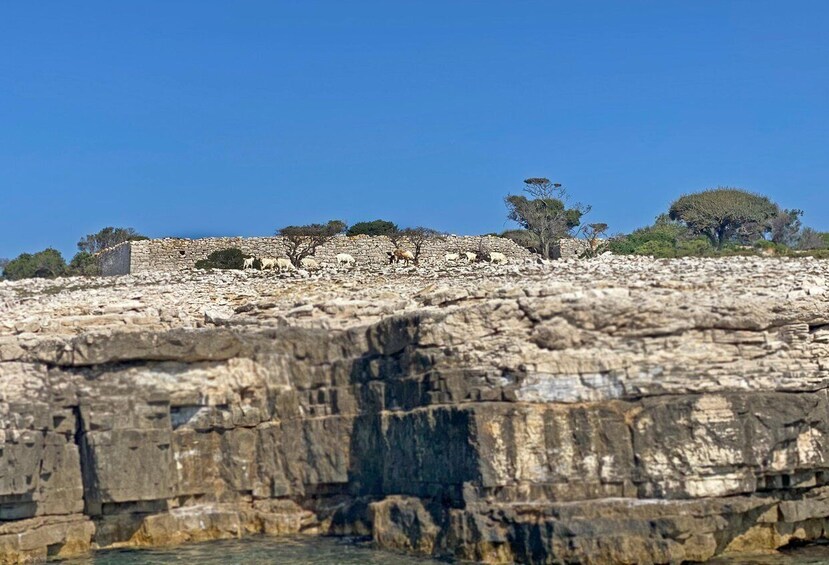 Picture 10 for Activity Fazana: Private cruise Brijuni & Fossil Island Snorkeling