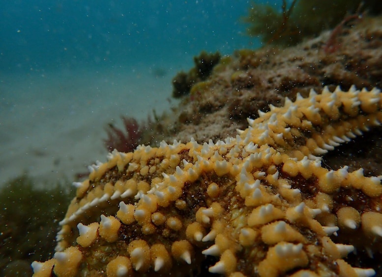 Picture 6 for Activity Arrábida Marine Reserve: Kayaking & Snorkeling Tour