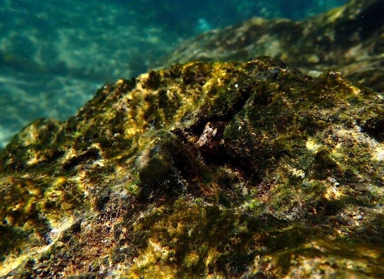 Picture 5 for Activity Arrábida Marine Reserve: Kayaking & Snorkeling Tour