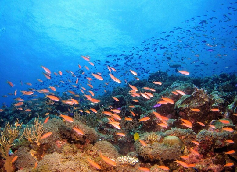 Picture 1 for Activity Scuba Diving at Dusk in Mirissa