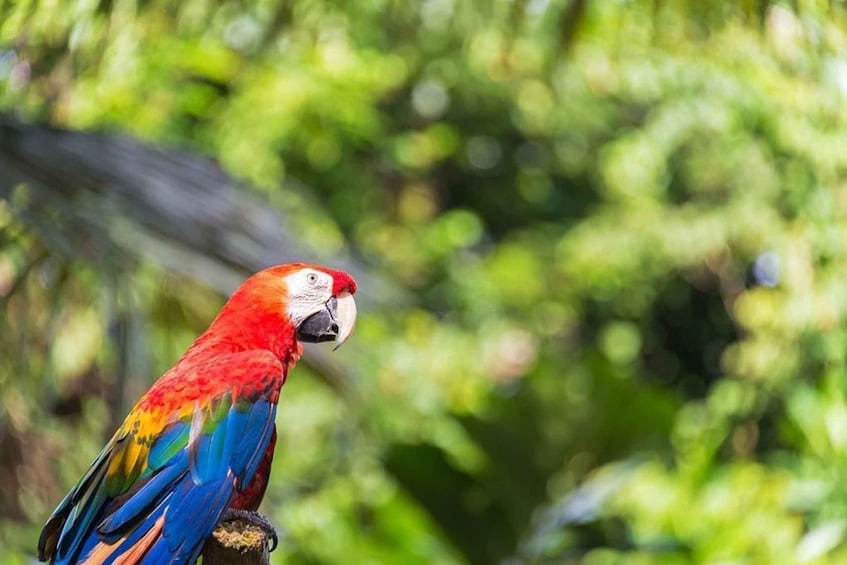 Picture 7 for Activity Iquitos: Amazon Adventure 4-Day: Nature and Culture