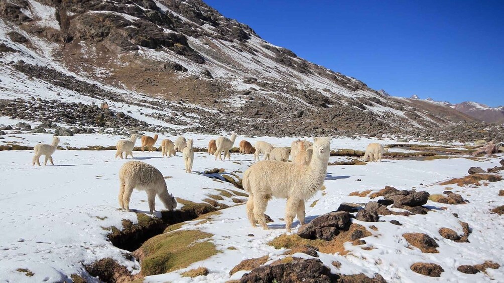 Picture 4 for Activity Cusco: Ausangate Tour Seven Lagoons + meals