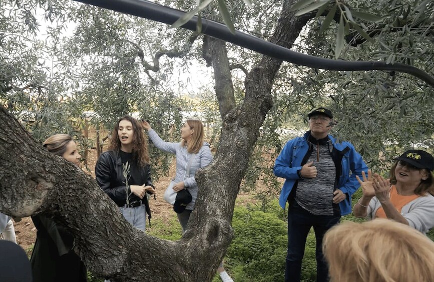 Picture 2 for Activity Barletta-Andria-Trani: oil mill tour and oil tasting