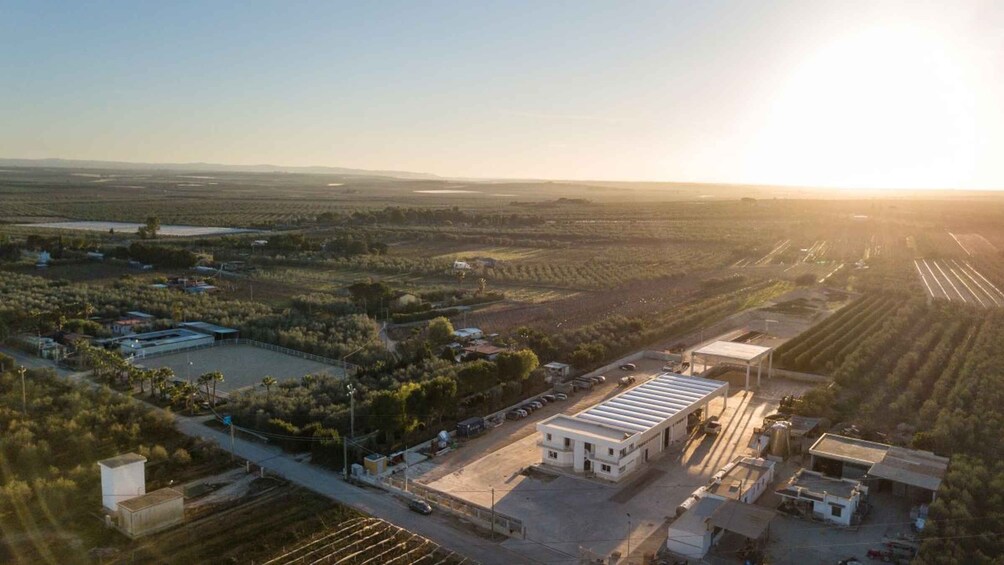 Picture 5 for Activity Barletta-Andria-Trani: oil mill tour and oil tasting