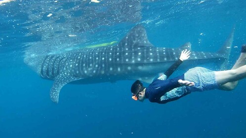 Cebu: Whale Shark Swim and Kawasan Canyoneering Tour