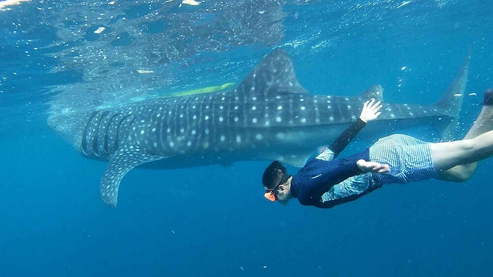 Cebu: Whale Shark Swim and Kawasan Canyoneering Group Tour