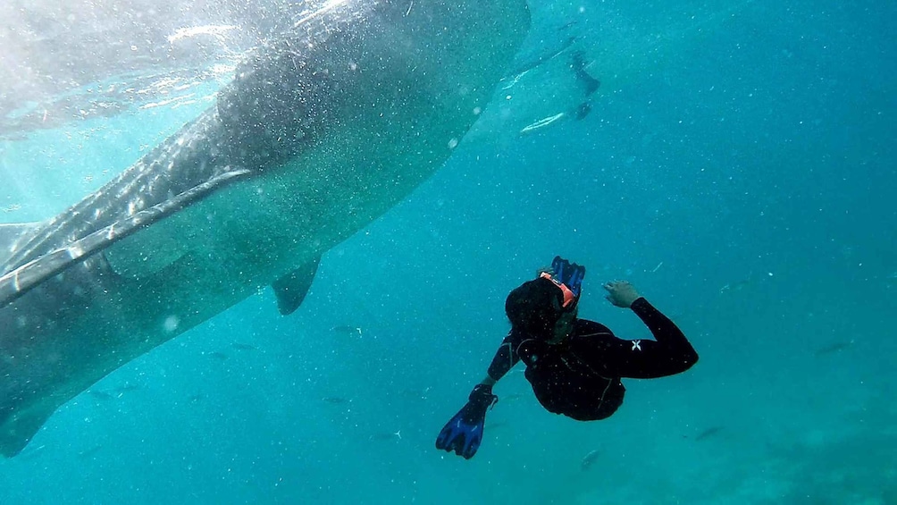 Picture 14 for Activity Cebu: Whale Shark Swim and Kawasan Canyoneering Group Tour