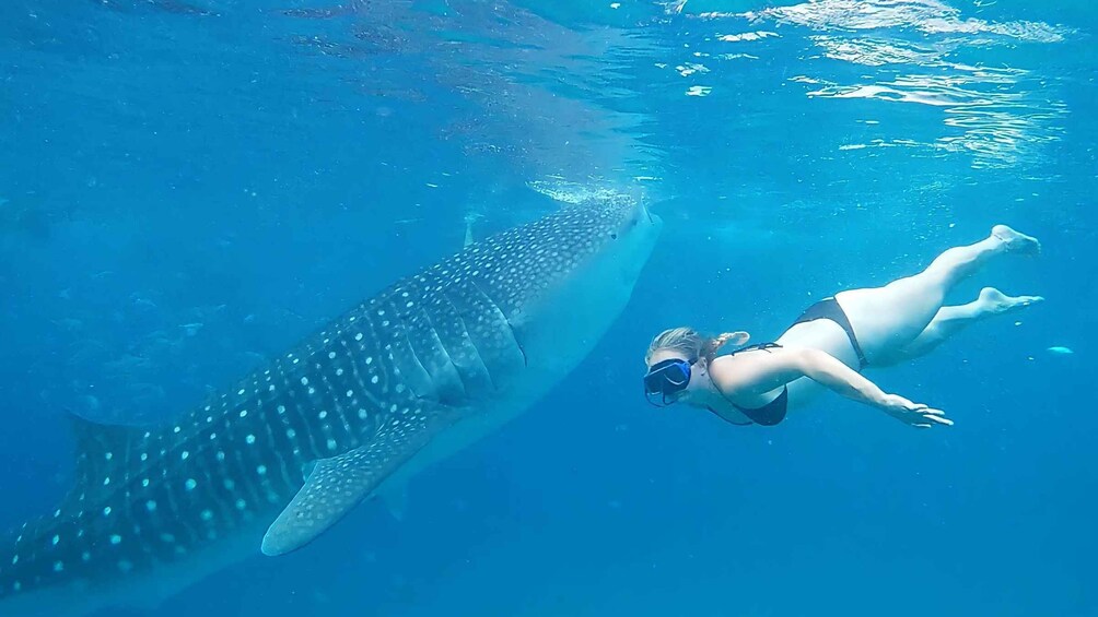 Picture 6 for Activity Cebu: Whale Shark Swim and Kawasan Canyoneering Group Tour