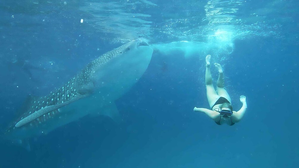 Picture 19 for Activity Cebu: Whale Shark Swim and Kawasan Canyoneering Group Tour
