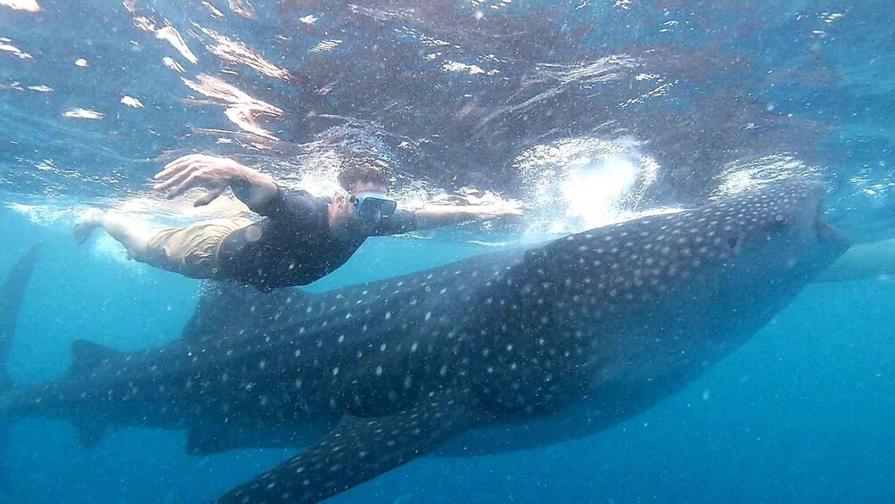 Picture 15 for Activity Cebu: Whale Shark Swim and Kawasan Canyoneering Group Tour