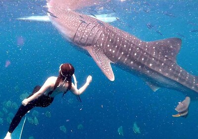 Cebu: Whale Shark Swim and Kawasan Canyoneering Tour