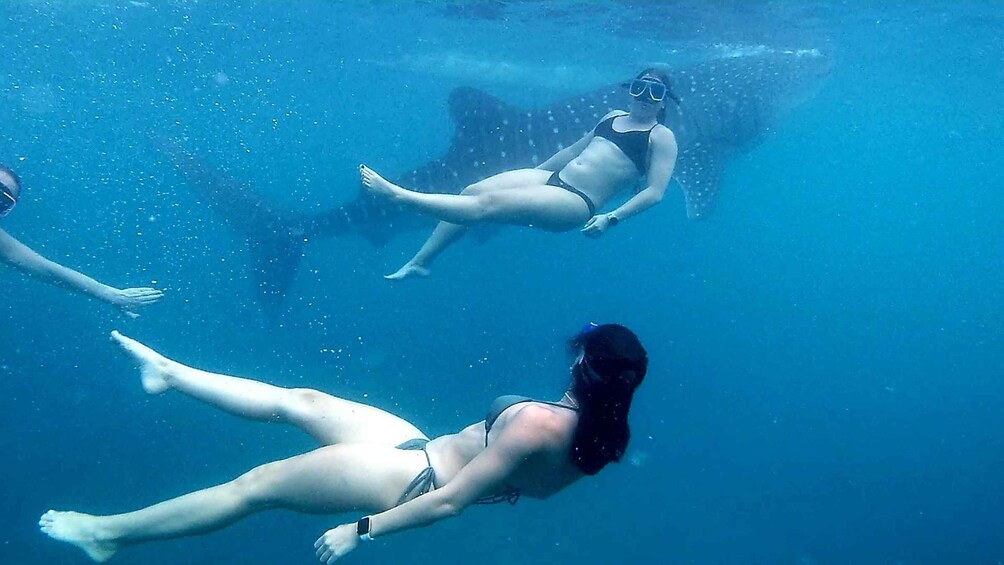 Picture 32 for Activity Cebu: Whale Shark Swim and Kawasan Canyoneering Group Tour