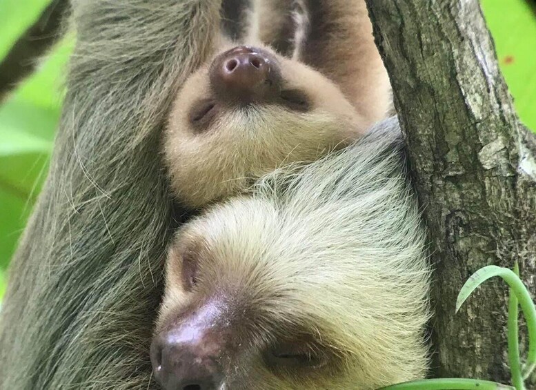 Picture 10 for Activity Manuel Antonio National Park Guided Tour