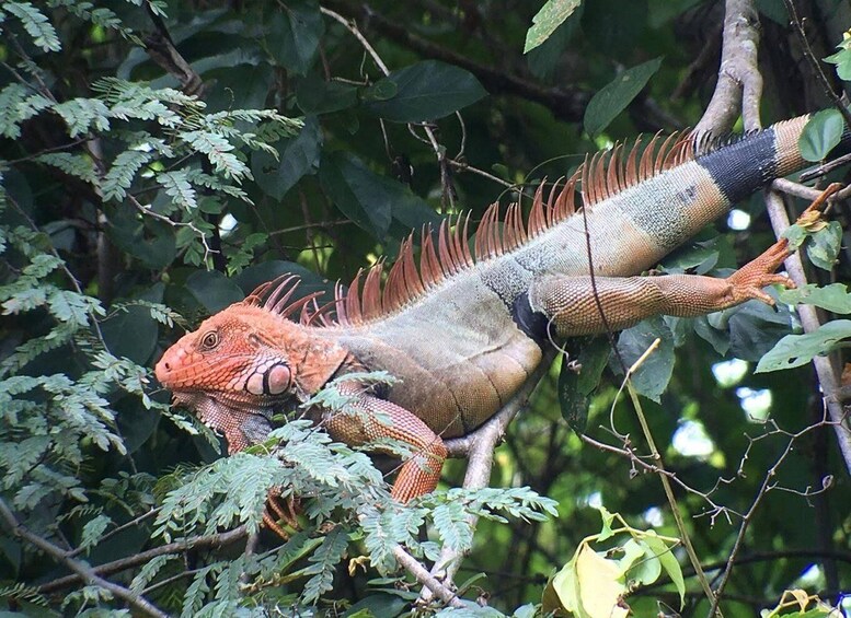 Picture 4 for Activity Manuel Antonio National Park Guided Tour