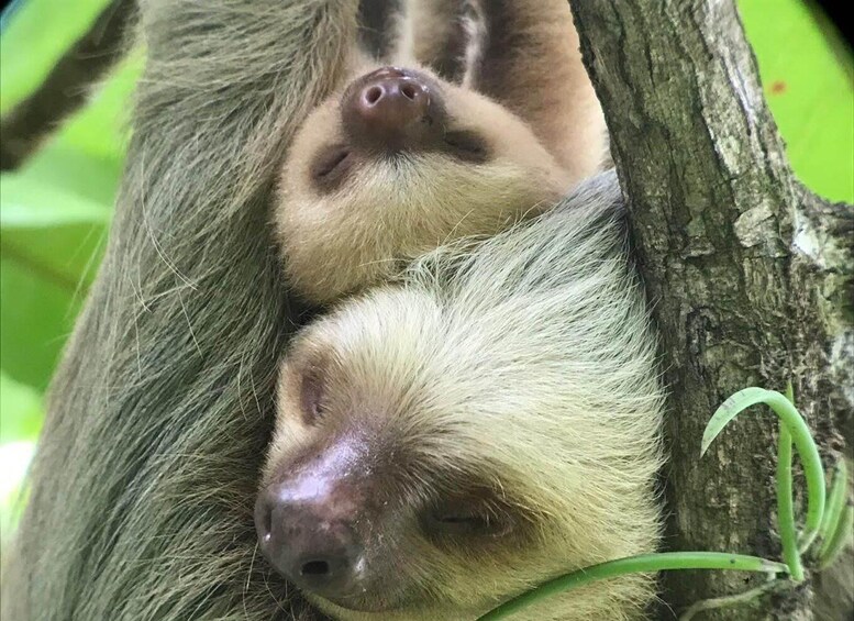 Picture 10 for Activity Manuel Antonio National Park Guided Tour