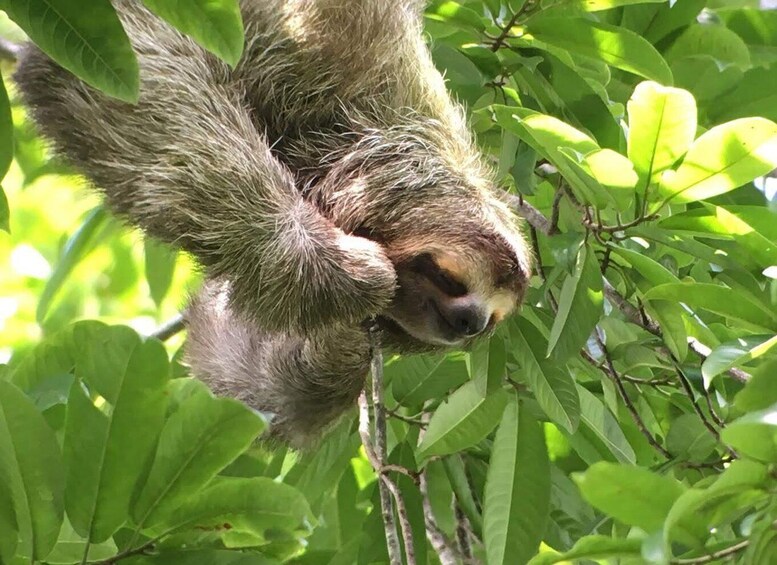 Picture 5 for Activity Manuel Antonio National Park Guided Tour