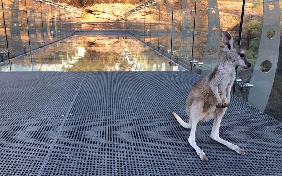 Cobbold Gorge 3 hour tour