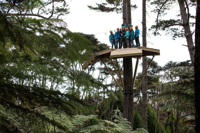 Picture 1 for Activity Coromandel: Guided Zipline Tour Experience