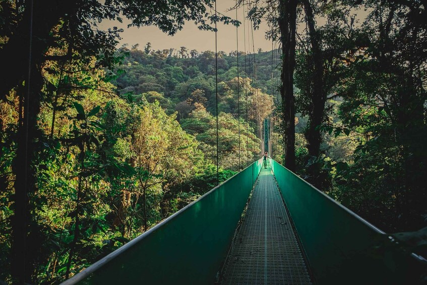 From Monteverde: Monteverde Suspension Bridge Guided Hike