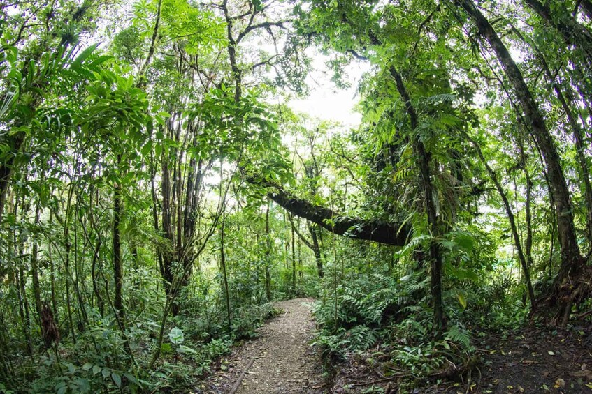 Picture 11 for Activity From Monteverde: Monteverde Suspension Bridge Guided Hike