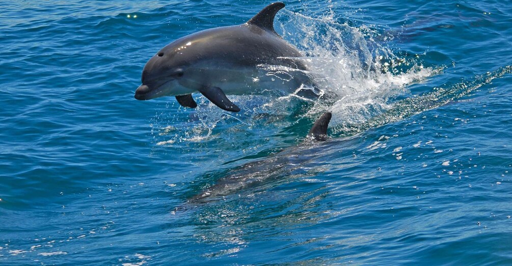 Dolphin Watching in the Wild - Half Day Private Tour