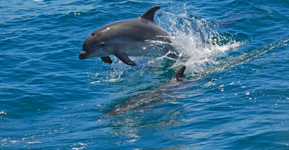 Dolphin Watching in the Wild - Half Day Private Tour