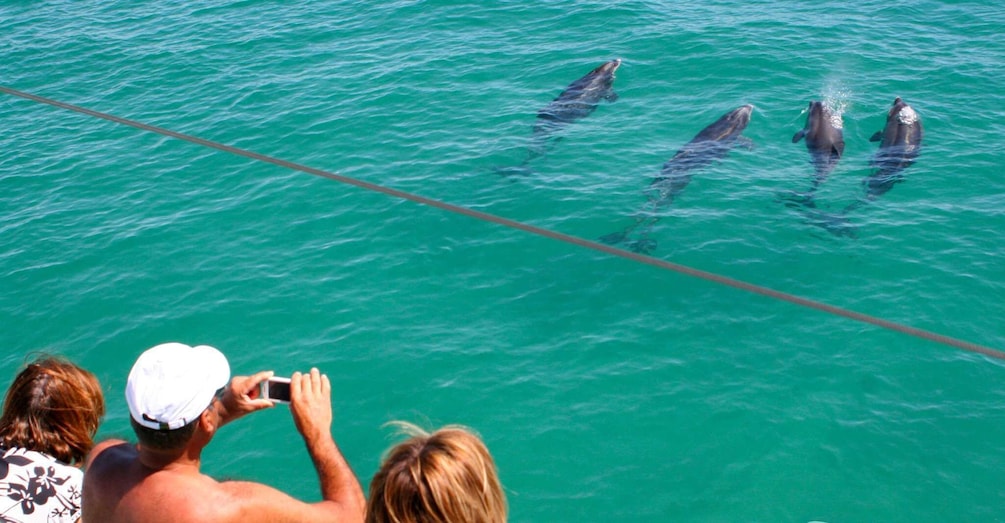 Picture 4 for Activity Dolphin Watching in the Wild - Half Day Private Tour