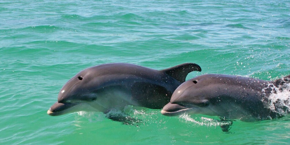 Picture 3 for Activity Dolphin Watching in the Wild - Half Day Private Tour