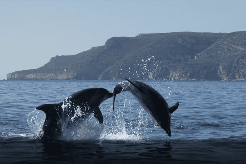 Picture 5 for Activity Dolphin Watching in the Wild - Half Day Private Tour