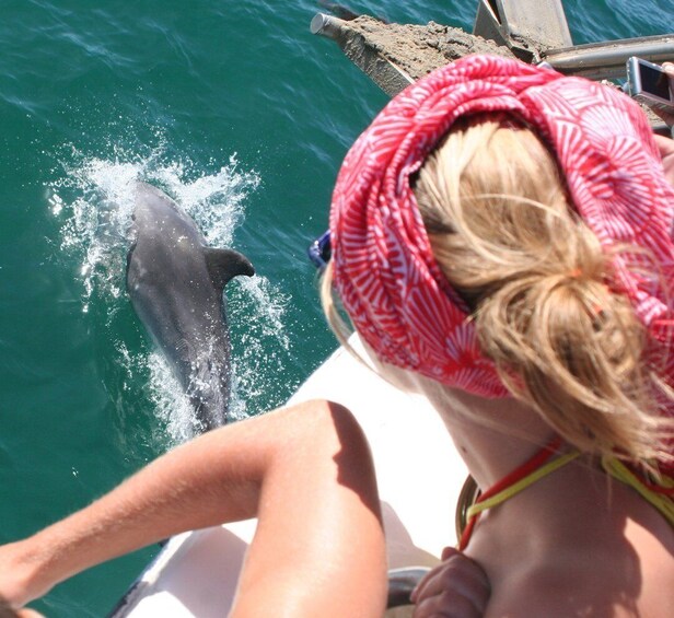 Picture 1 for Activity Dolphin Watching in the Wild - Half Day Private Tour