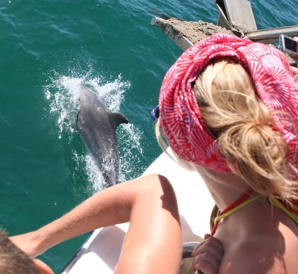 Picture 1 for Activity Dolphin Watching in the Wild - Half Day Private Tour