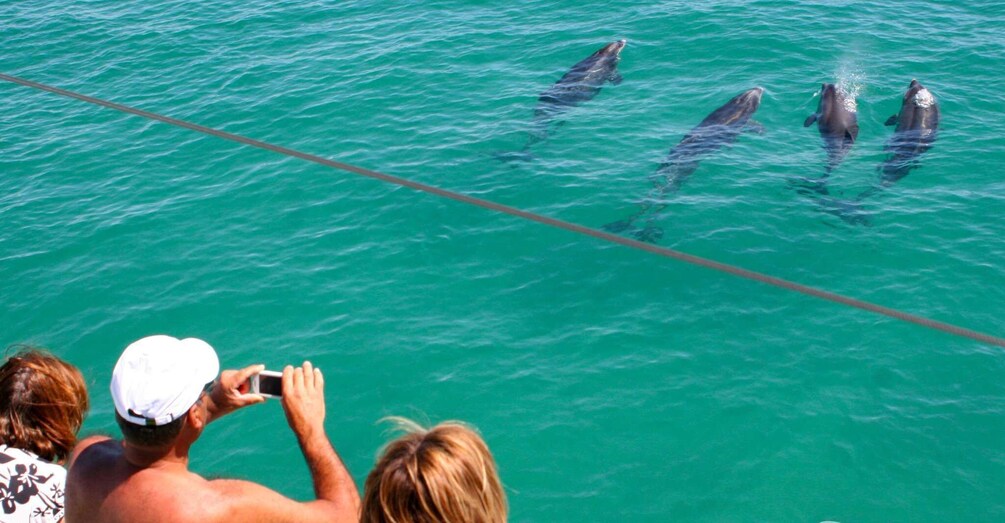 Picture 4 for Activity Dolphin Watching in the Wild - Half Day Private Tour