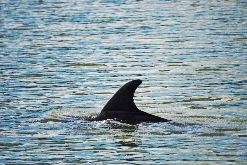 Picture 1 for Activity Hilton Head Island: Disappearing Island Dolphin Tour