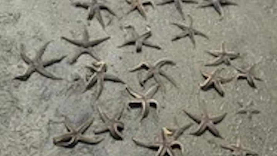 Picture 7 for Activity Hilton Head Island: Disappearing Island and Dolphin Tour