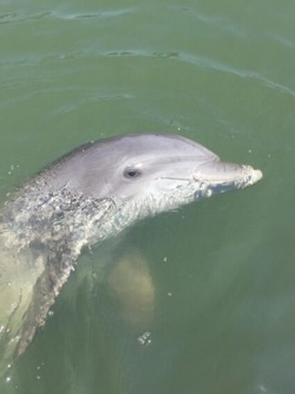 Picture 5 for Activity Hilton Head Island: Disappearing Island and Dolphin Tour