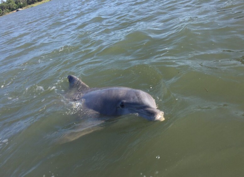 Picture 3 for Activity Hilton Head Island: Disappearing Island Dolphin Tour