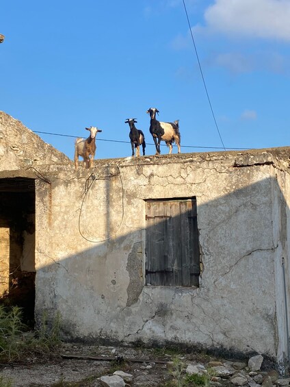 Picture 10 for Activity Agia Pelagia: Sunset Quad Safari and Ghost Town Visit