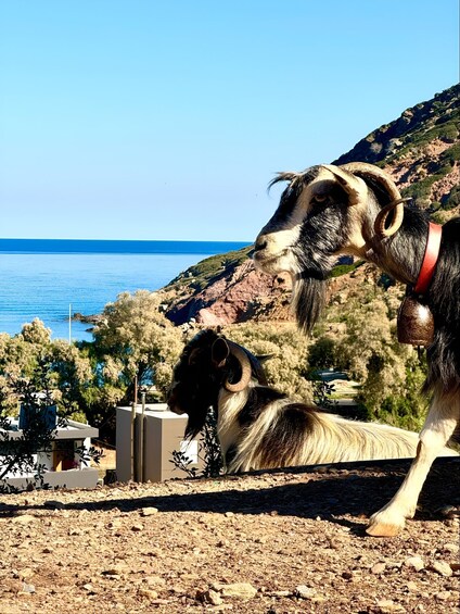 Picture 19 for Activity Agia Pelagia: Sunset or Morning Quad Tour & Ghost Town Visit