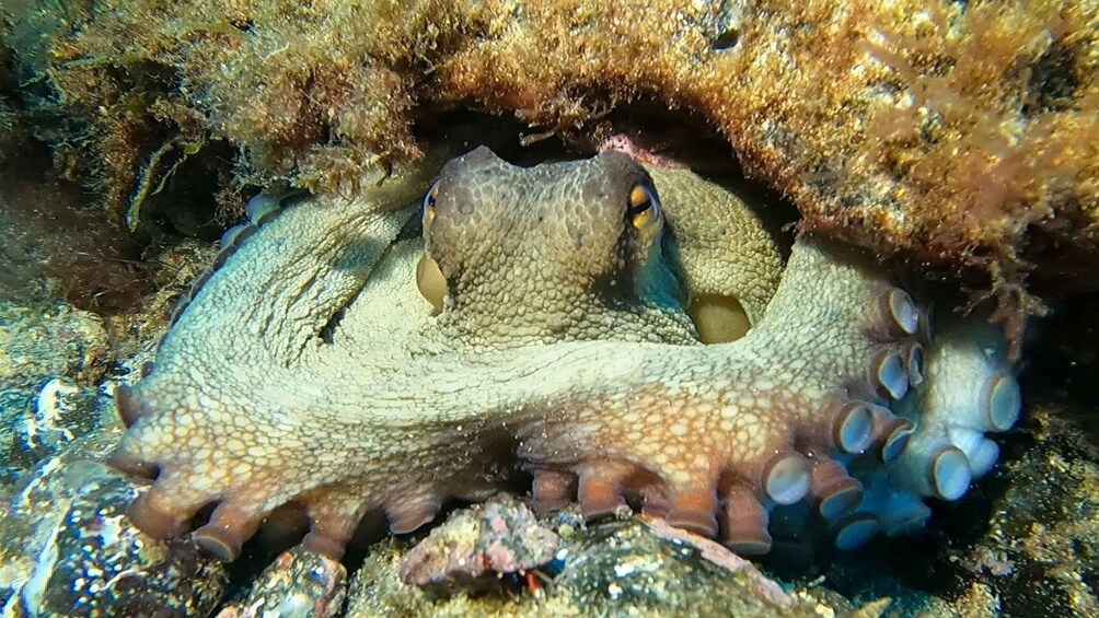 Picture 8 for Activity Lanzarote: Small-Group Discover Scuba Diving Costa Teguise