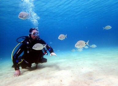 Lanzarote: Small Group Beginner Dive Course Costa Teguise