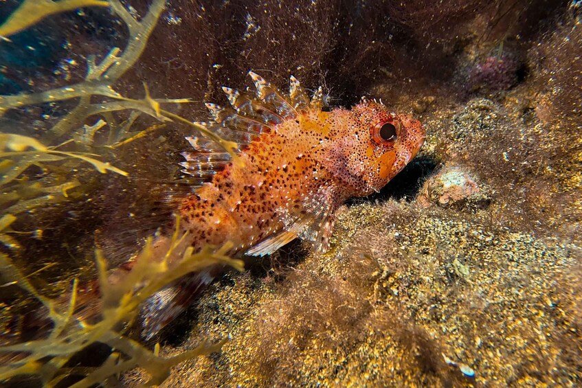 Picture 11 for Activity Lanzarote: Small-Group Discover Scuba Diving Costa Teguise