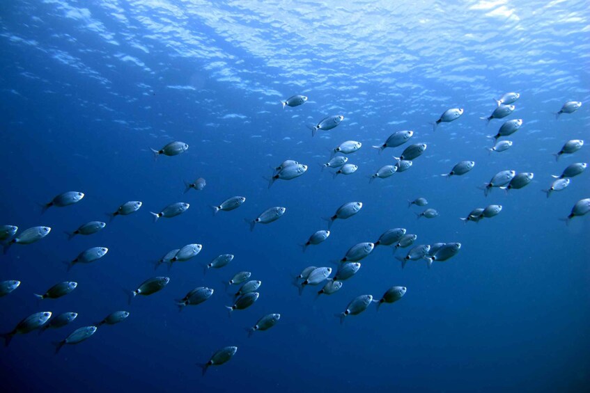 Picture 4 for Activity Lanzarote: Small Group Beginner Dive Course Costa Teguise