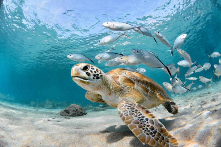 Picture 4 for Activity Nassau: 3-Stop Turtle Viewing, Reef Snorkeling Tour & Lunch