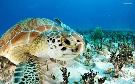 Nassau: Schildpadden bekijken met 3 stops, snorkelen in het rif & lunch