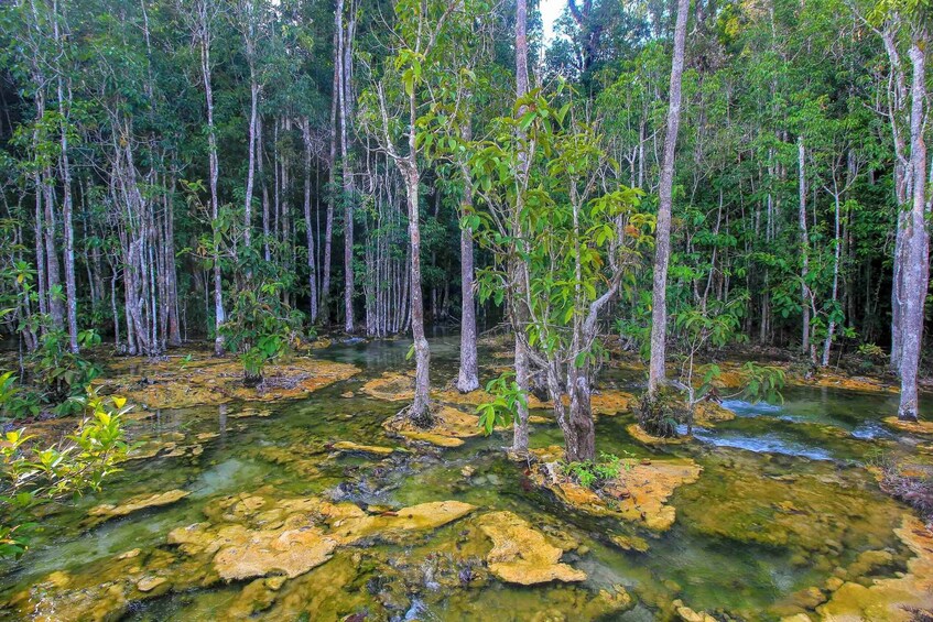 Picture 2 for Activity Krabi Outback Explorer to Emerald Pool & Wareerak Hotspring