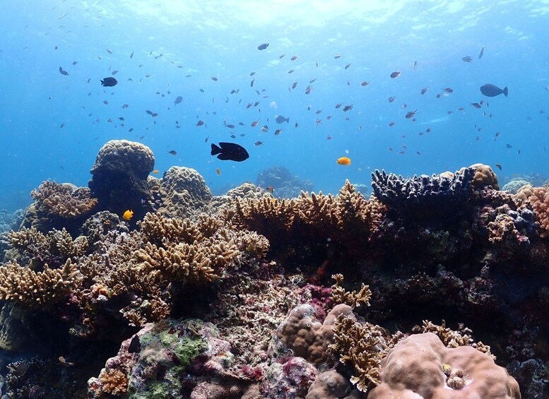 Picture 1 for Activity Cebu: boat diving two dive tour in Olango island