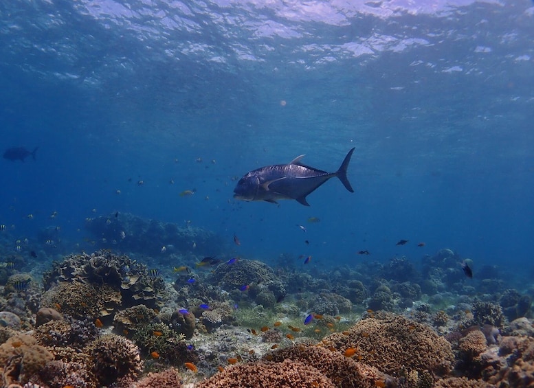 Picture 7 for Activity Cebu: boat diving two dive tour in Olango island