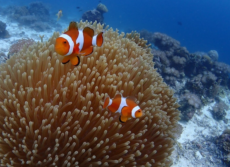 Picture 3 for Activity Cebu: boat diving two dive tour in Olango island