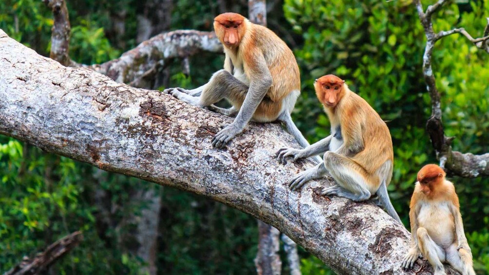 Kota Kinabalu: Kawa Kawa Wildlife River Cruise